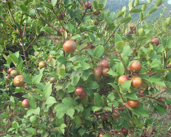 Tea Seed Meal