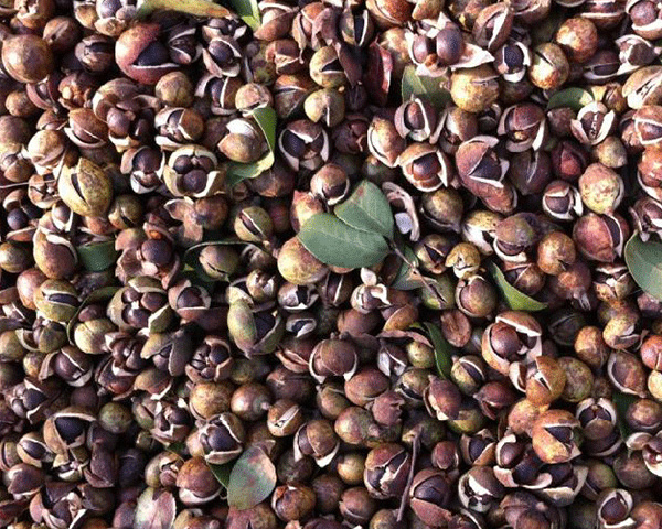 Tea Seed Meal